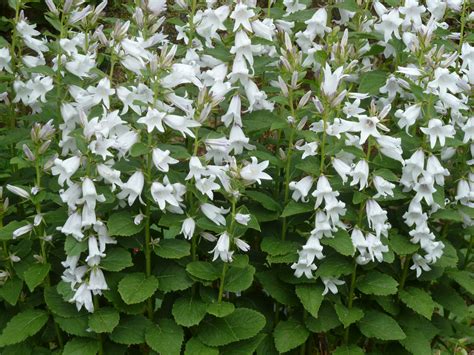 These campanula latifolia are usually call bluebells, for the shape of their flowers. Campanula latifolia alba | peganum | Flickr