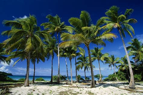 Tropical Landscape With Palm Trees Hd Wallpaper ~ The Wallpaper Database