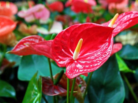 Insect Pests Of Anthurium Learn About Anthurium Pest Control