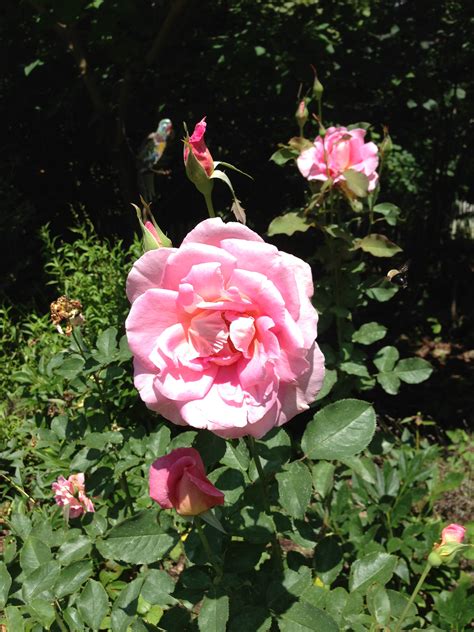 The million roses issues coupon codes a little less frequently than other websites. New Disease-Resistant Garden Roses Growing in Popularity