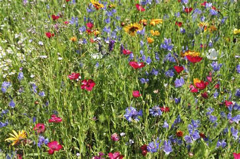 Backyard Meadow Care Tips For Maintaining A Wildflower