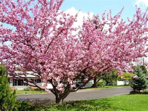 Kwanzan Cherry For Sale Online The Tree Center