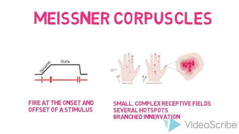 From wikimedia commons, the free media repository. Cutaneous Mechanoreceptors - Meissner Corpuscles - YouTube