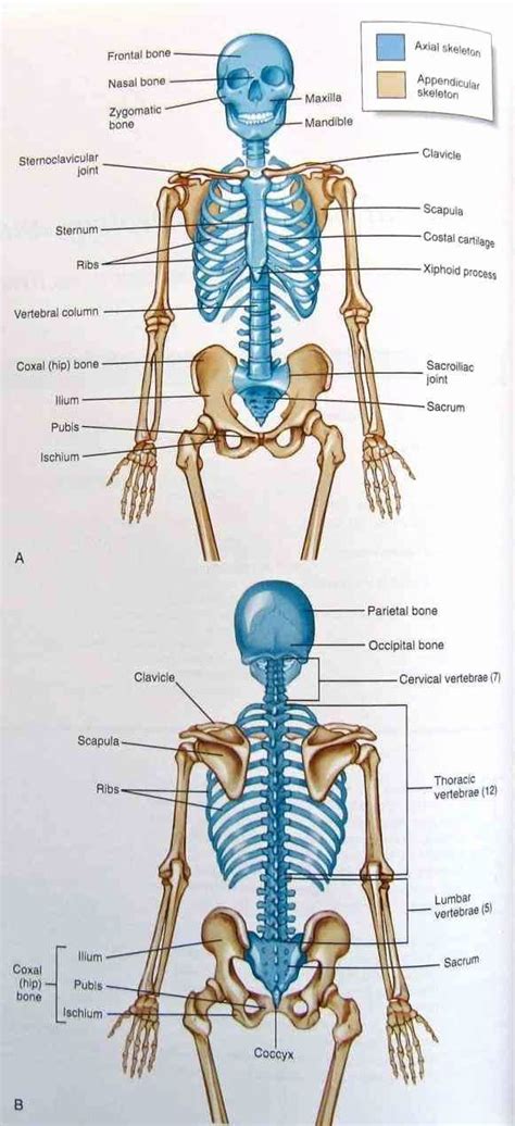 77 Cool What Forms The Appendicular Skeleton Insectza