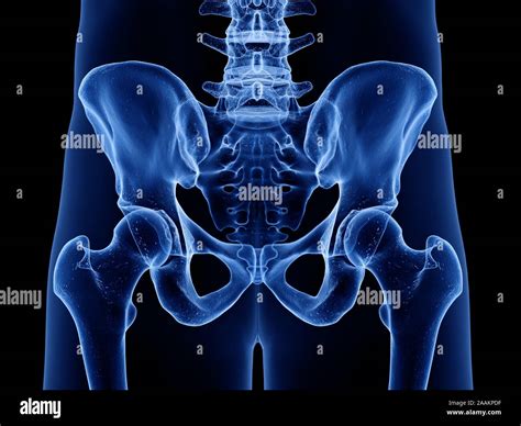 Hip Bones Computer Illustration Stock Photo Alamy