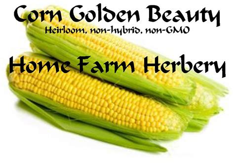 Plant seed popcorn in four or five short rows about 36 inches apart to ensure pollination. Corn Golden Beauty Heirloom Seed, FRE..., Home - outdoor in Hart County | Heirloom seeds