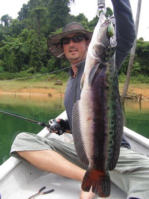 It belongs to channidae family and it is carnivorous fish. Snakehead Fishing in Malaysia