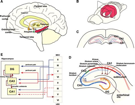 Hippocampal Anatomy And Circuitry A Principal Anatomy Of The Human Download Scientific