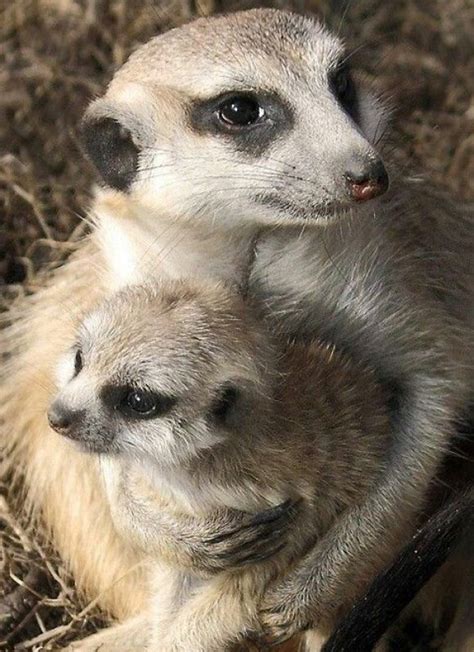 A Hugs Baby Meerkat Cute Animals Meerkat