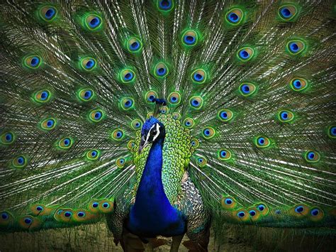 Pin Su Peacock Obsession