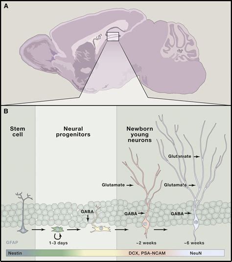 Adult Neurogenesis In The Hippocampus From Stem Cells To Behavior Cell