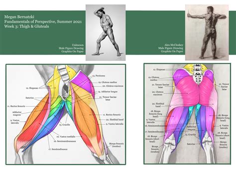 Megan B Thigh And Gluteal Muscle Anatomy