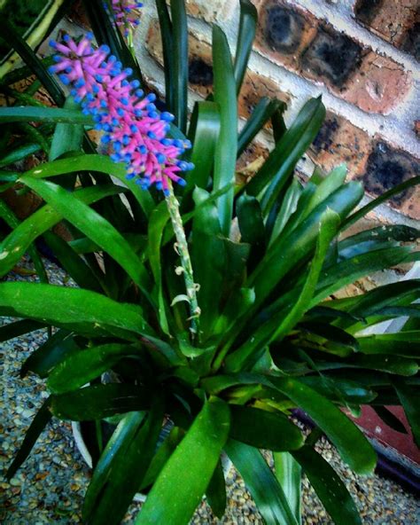 Matchstick Bromeliad Aechmea Gamosepela Beautiful Winter Flower Out