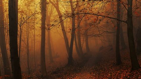 4561493 Forest Fall Landscape Trees Mist Path Morning