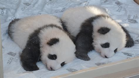 Double Cuteness Twin Panda Cubs In Berlin Get Named Cgtn