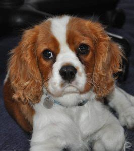 Cavalier king charles spaniels are remarkably sturdy for their size, though a propensity for heart disease tends to shorten the median life expectancy of this breed to around 10 years. Cavalier King Charles Spaniel Shedding Guide: How Much Do ...