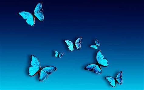 Blue Butterfly Wallpaper Nawpic