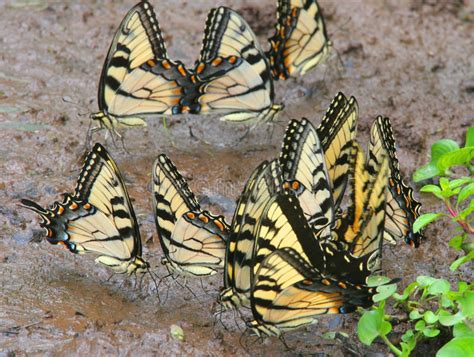 Tiger Swallowtail Butterflies Stock Image Image Of Fauna Garden