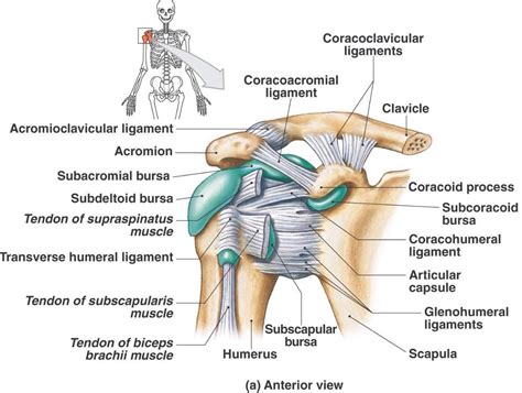Anterior Aspect Of The Shoulder Including Ligaments And Bursa Medical