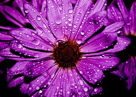 Purple Petal Flower In Closeup Photography Hd Wallpaper Wallpaper Flare