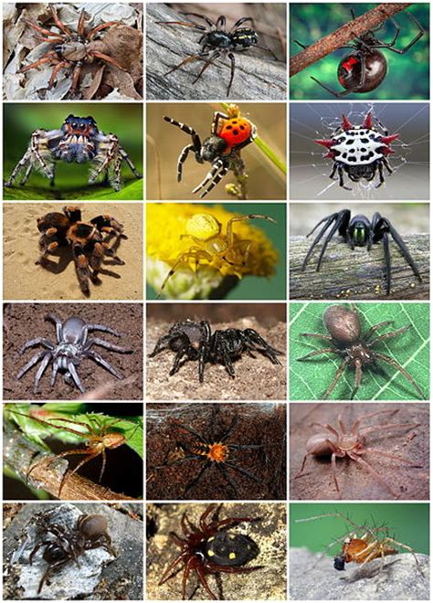 All About Spiders Types Of Spiders Life Cycle Etc