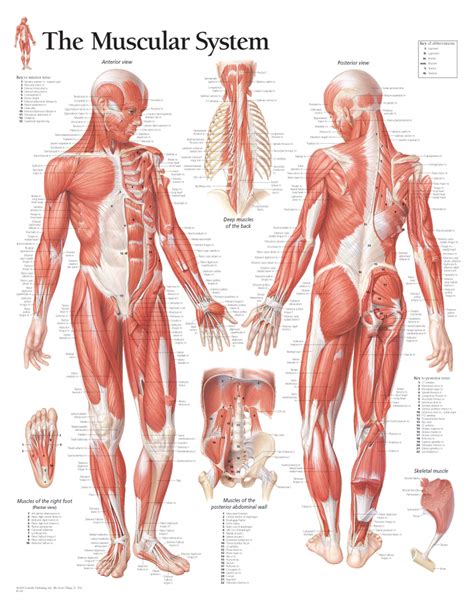 Muscles Labeled Front And Back Muscular System Male Anatomy Poster