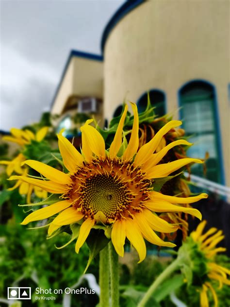 Terkeren 30 Download Gratis Gambar Bunga Matahari Galeri Bunga Hd
