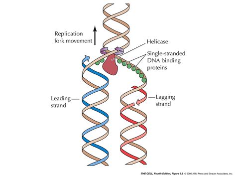Labelled Diagram Of Dna Replication