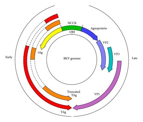 Schematic diagram illustrating the organisation of the dsDNA genome of