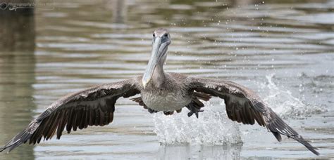 Pelican Takeoff Outdoor Photography Photography Services Photo