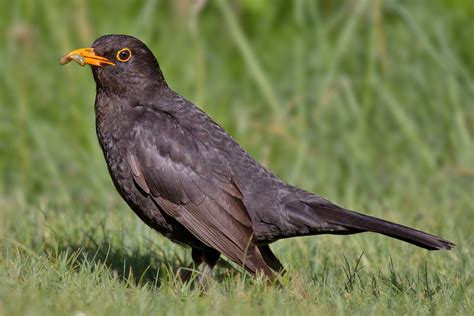 Filecommon Blackbird Wikimedia Commons
