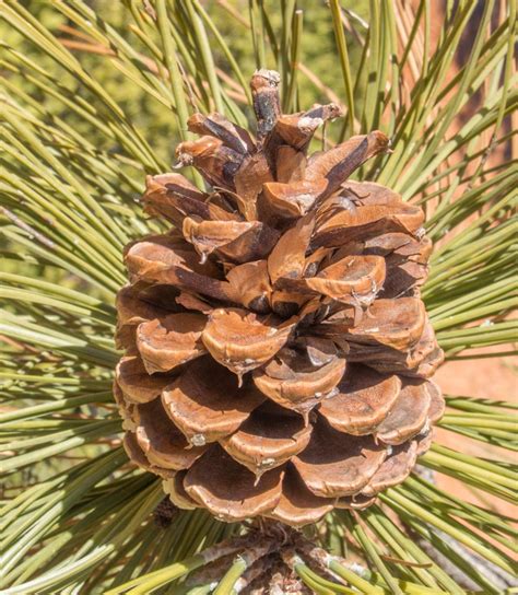 Pinus Scopulorum Rocky Mountain Ponderosa Pine Description The