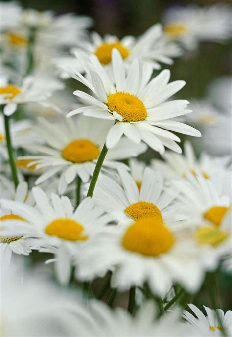 5 Fascinating Facts About Daisies That Will Make You Smile Artofit