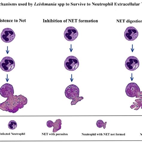 Myelopoiesis Neutrophil Development In The Bone Marrow Download