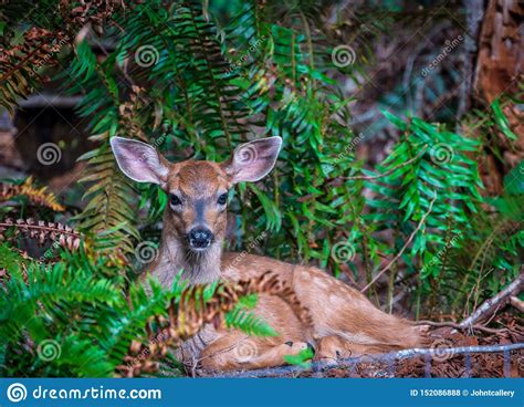 Young Fawn Deer Resting Among Ferns In The Backyard Stock Photo Image