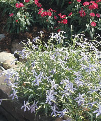 Blue star creeper, seattle, washington. Common name