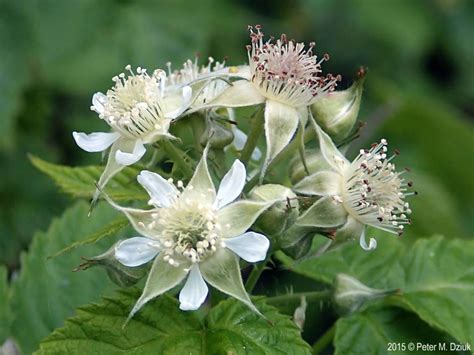 White flowers / red fruit that turns black at maturity. Rubus occidentalis (Black Raspberry): Minnesota Wildflowers