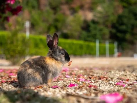 Can A Wild Rabbit Be A Pet Rabbit Guide 2024 Rabbit Insider