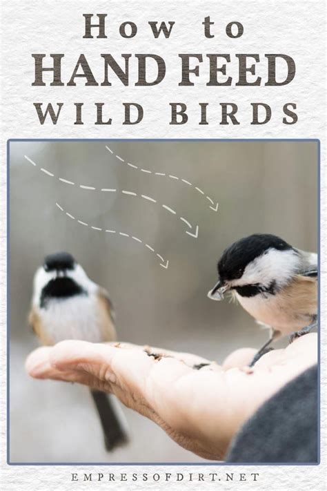 Want To Hand Feed Wild Birds These Tips Walk You Through A Plan To