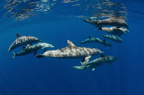 What Do Bottlenose Dolphins Eat American Oceans