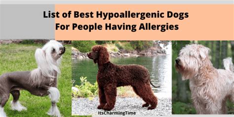 List Of Best Hypoallergenic Dogs For People Having Allergies Its
