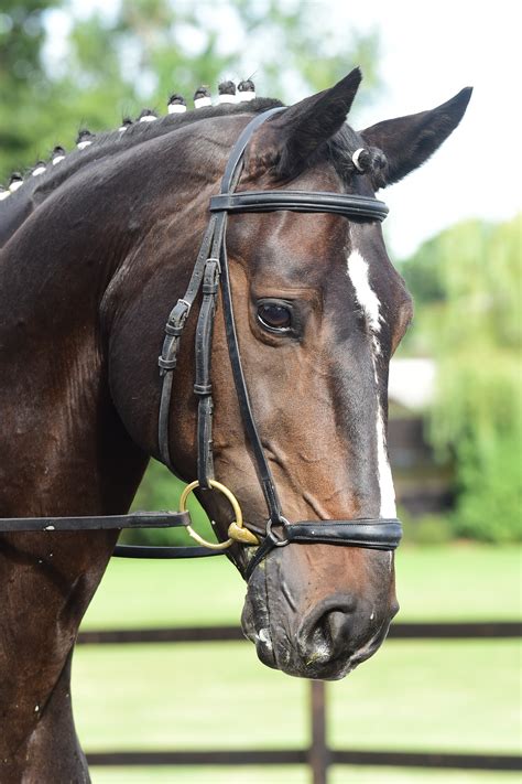 Oldencraig Equestrian Centre | Dressage Surrey | Livery Yard Surrey | Dressage Competition ...