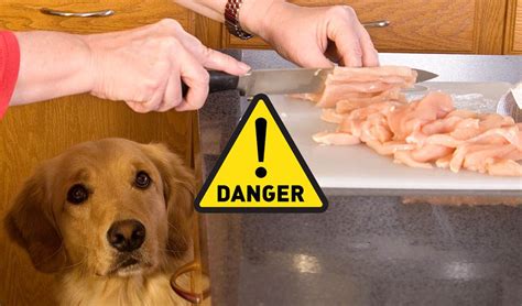 Jul 26, 2017 · homemade dog food for diabetic dogs is a great option to help pets with health issues, but if you don't feed a balanced diet you'll be doing more harm than good. Dog Diabetes-Top Home Made Meals : Hill's Science Diet ...