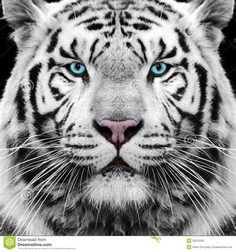 Black And White Tiger Growling Photography