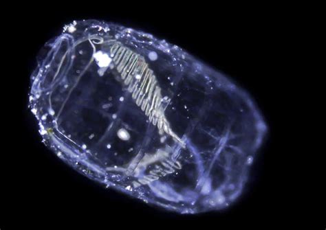 New Species Of Plankton Discovered Photo 1 Cbs News