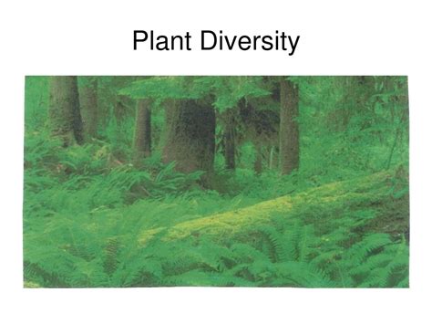 Ppt Plant Diversity Powerpoint Presentation Free Download Id9617510