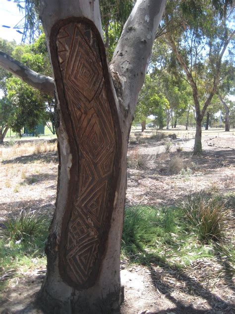 Aboriginal Tree Art Fileaboriginal Scar Tree Wikimedia Commons
