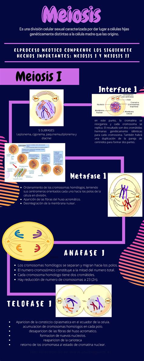 Infografia De La Meiosis Curso Biologia Partes De La Meiosis Más