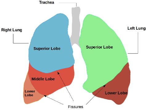 Lung Diagram Lobes Diagram Media
