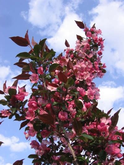 These ornamental trees add another season of interest when the showy fruits ripen to red, orange, maroon or yellow, depending on the cultivar. Ornamental Trees - Phelan Gardens